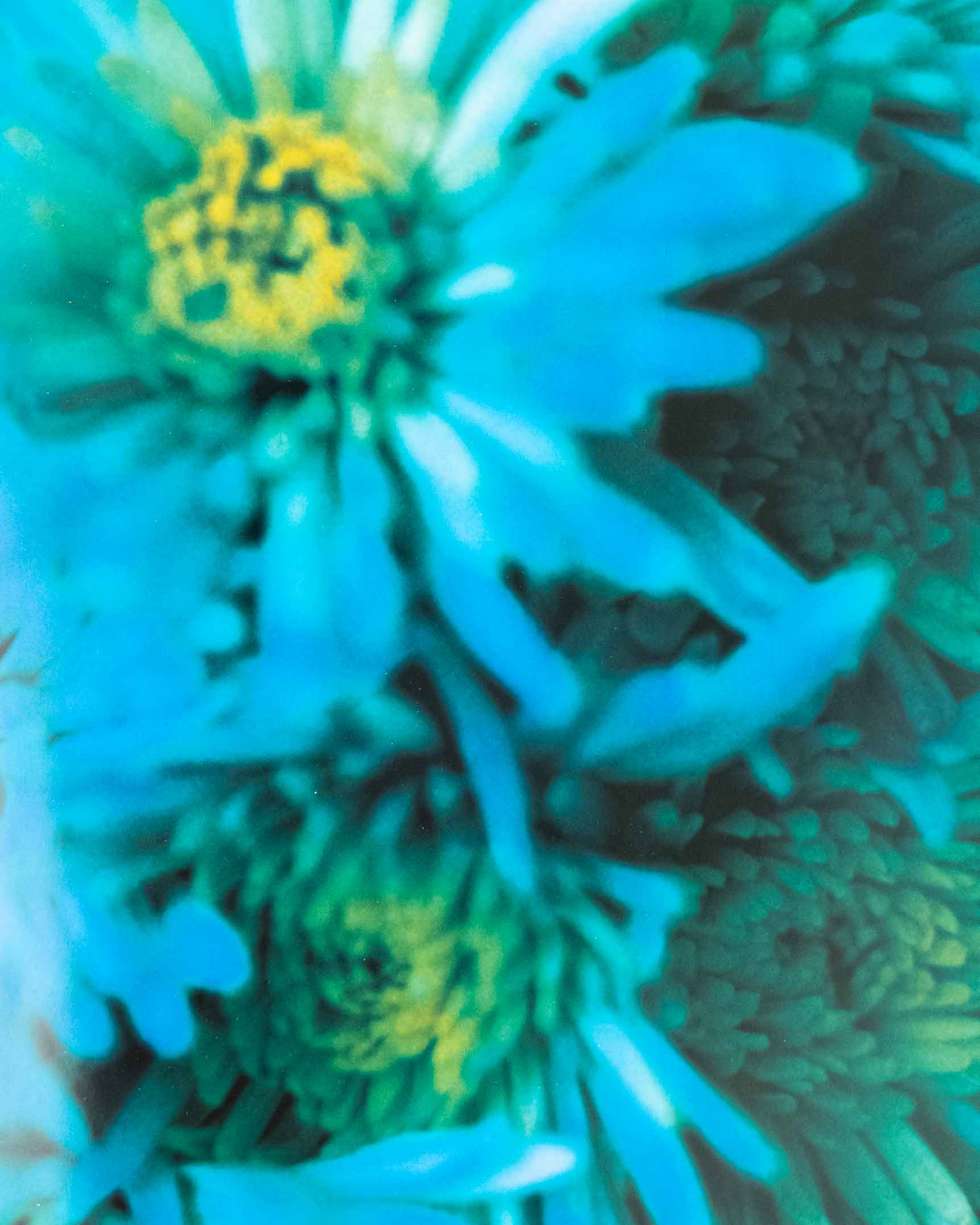 Acid Bloom by Mika Ninagawa – kalei