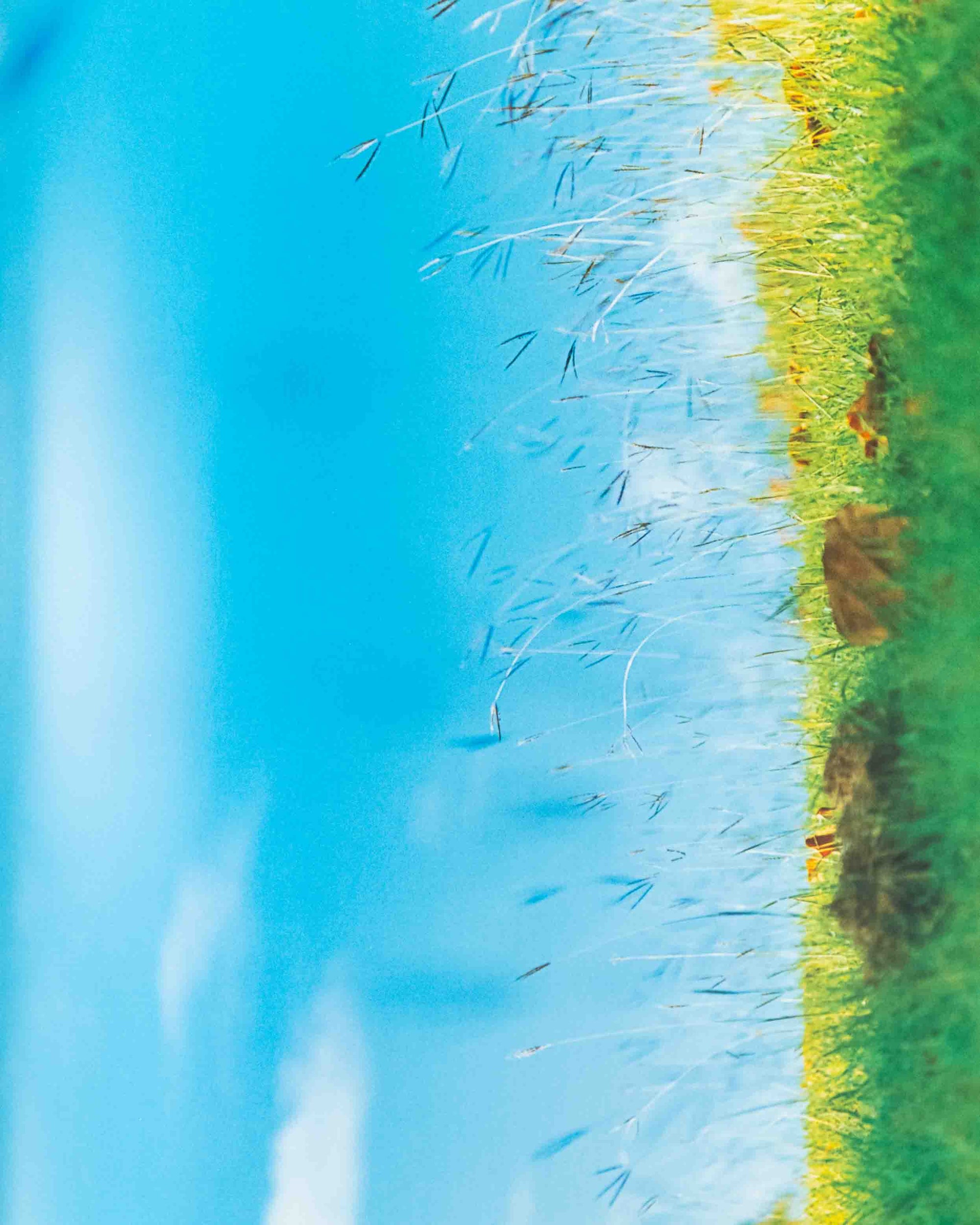 Acid Bloom by Mika Ninagawa