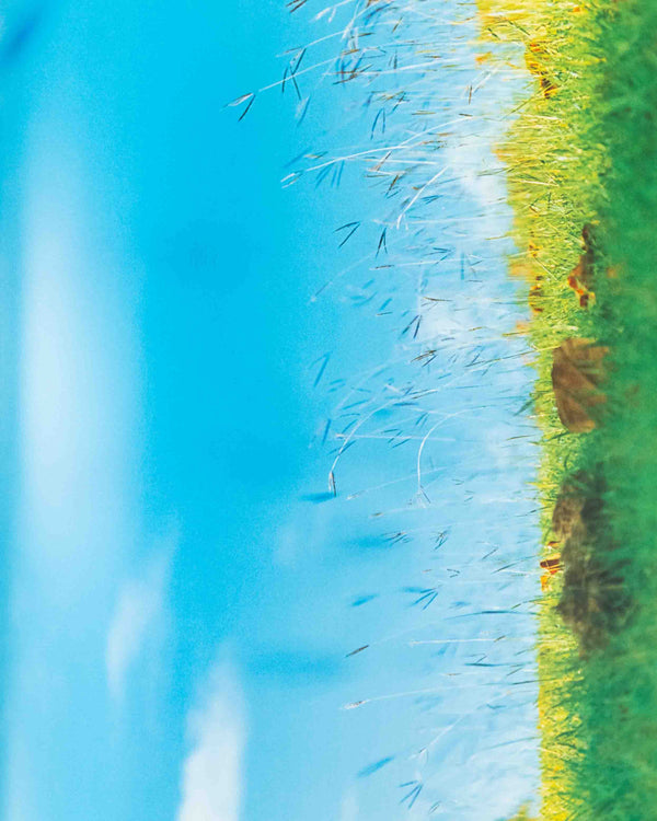 Acid Bloom by Mika Ninagawa